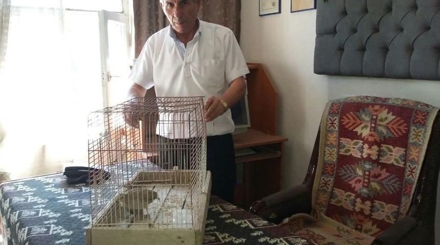 Av İ&ccedil;in Kafeste Yavru Keklik Besledi, 3 Bin 950 Lira Ceza Yedi