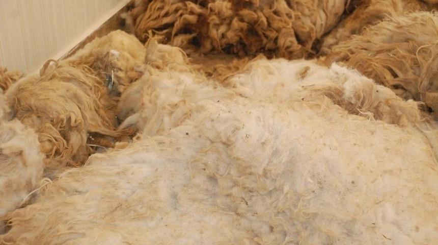 Şanlıurfa&rsquo;da 150 Ton Yapağı Satıldı