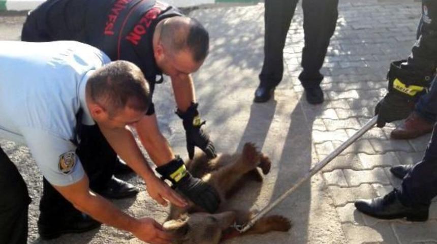 Firari Yavru Ayıyı Itfaiyeciler Yakaladı