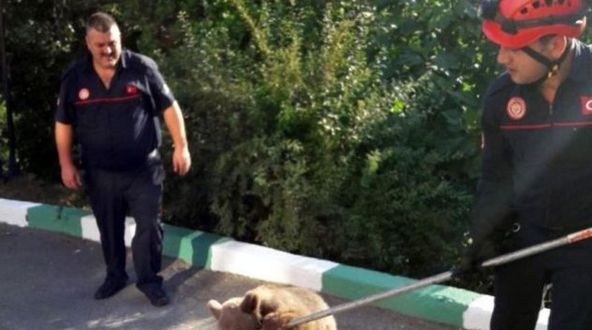 Firari Yavru Ayı İtfaiyeciler Tarafından Yakalandı