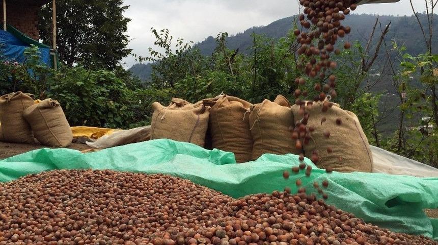 Üretici Fındığını Tüccara Veriyor