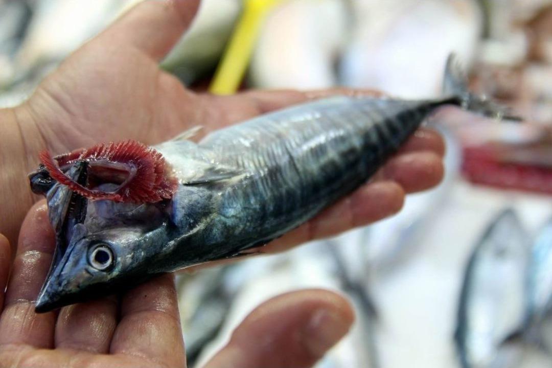 Palamut Hayal Kırıklığı Oluşturdu, Umut Hamside