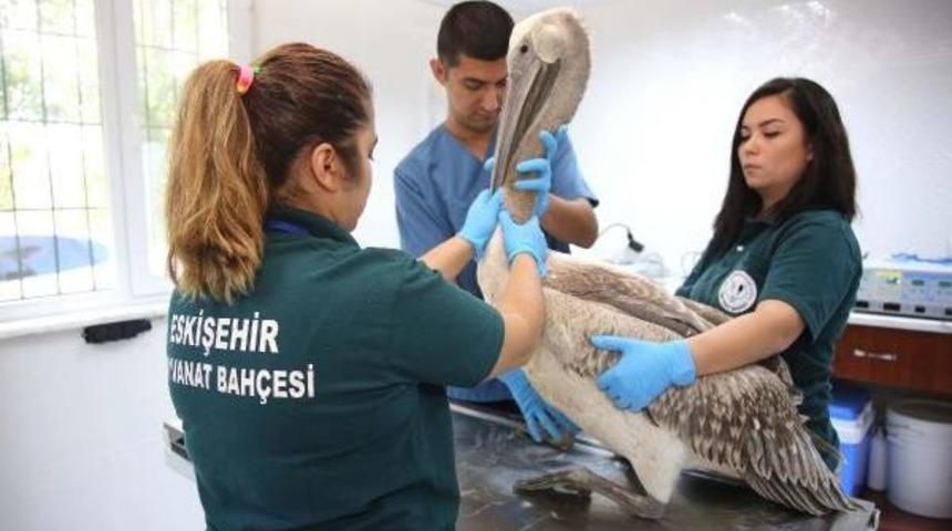 Kanadından Yaralı Pelikan Tedaviye Alındı