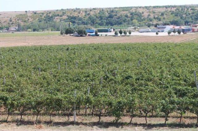 Edirne'de Bağ Bozumu Başladı