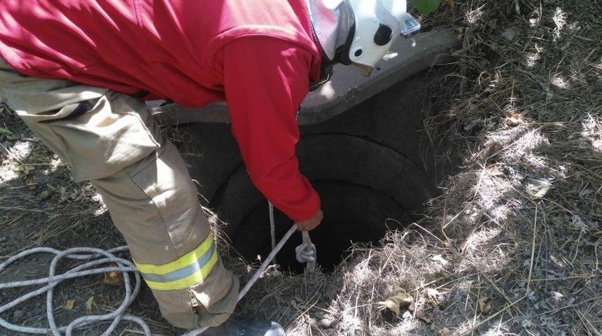 Kuyuya D&uuml;şen Domuzu İtfaiyeciler Kurtardı