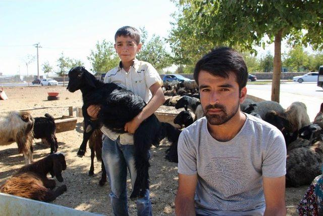 Diyarbakır’da Kurbanlıklar Elde Kaldı