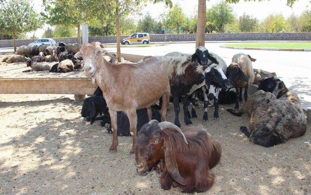 Diyarbakır’da Kurbanlıklar Elde Kaldı