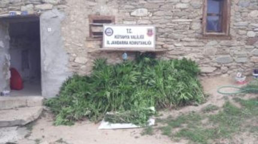 Jandarmadan Uyuşturucu Operasyonu