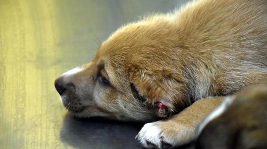 Marmaris'te &Uuml;&ccedil; Yavru K&ouml;peğe Işkence Yapan Asker G&ouml;zaltına Alındı