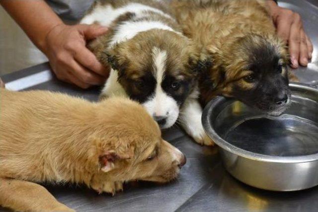 Marmaris'te Üç Yavru Köpeğe Işkence Yapan Asker Gözaltına Alındı