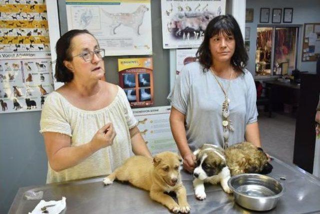 Marmaris'te Üç Yavru Köpeğe Işkence Yapan Asker Gözaltına Alındı