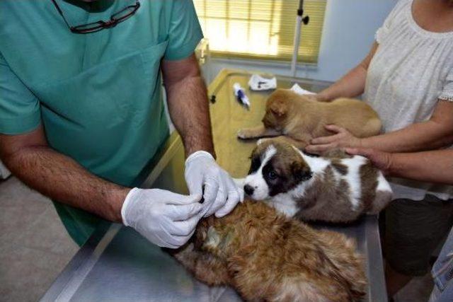 Marmaris'te Üç Yavru Köpeğe Işkence Yapan Asker Gözaltına Alındı