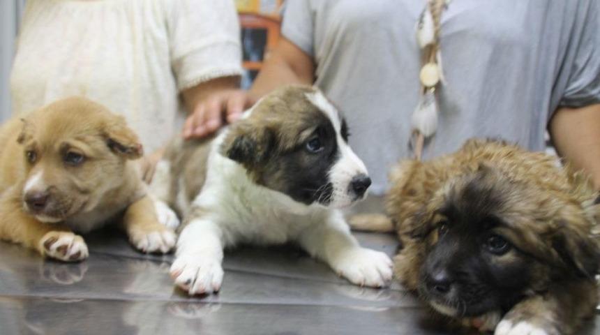 3 Yavru K&ouml;peğe İşkence Yapan Askere Soruşturma