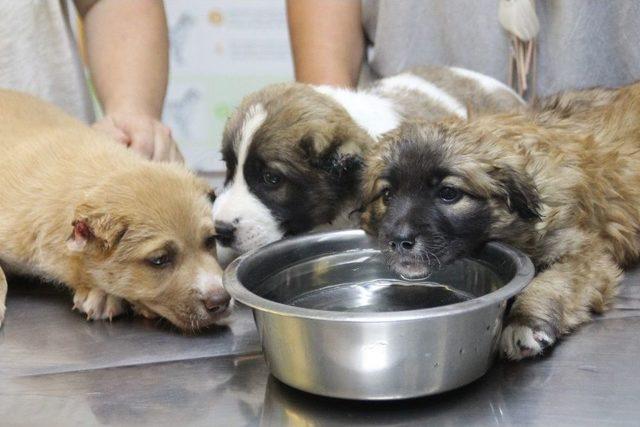 3 Yavru K&ouml;peğe İşkence Yapan Askere Soruşturma 3