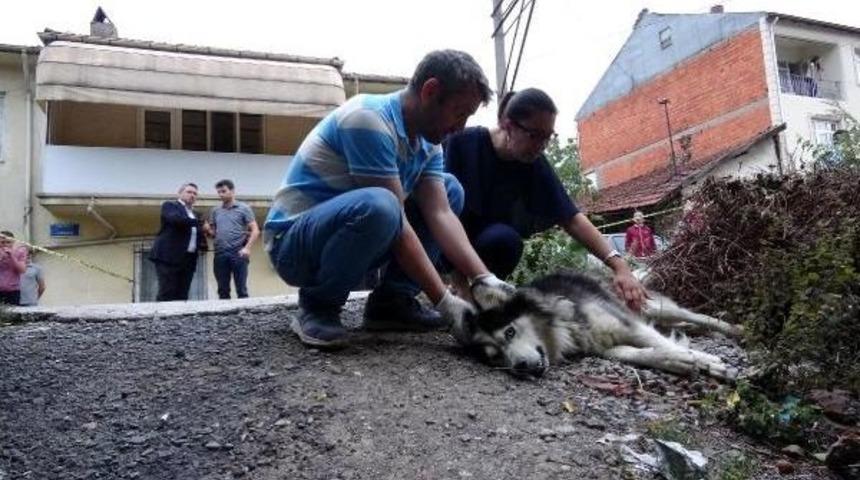 Sahibi Tarafından Sokakta &Ccedil;iş Yaptırıldığı I&ccedil;in Av T&uuml;feğiyle Vurulan K&ouml;pek Kurtarılamadı