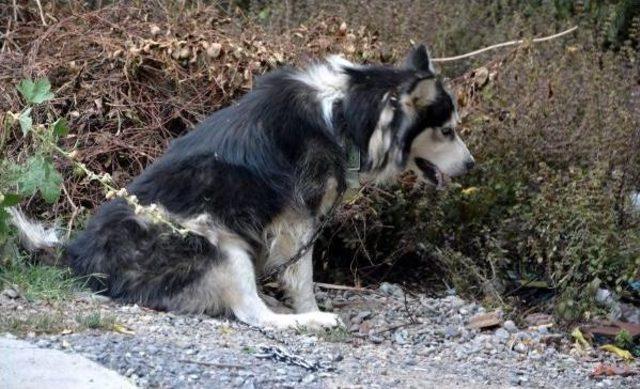 Sokakta Çişini Yapan Köpek Ve Sahibini Tüfekle Yaraladı