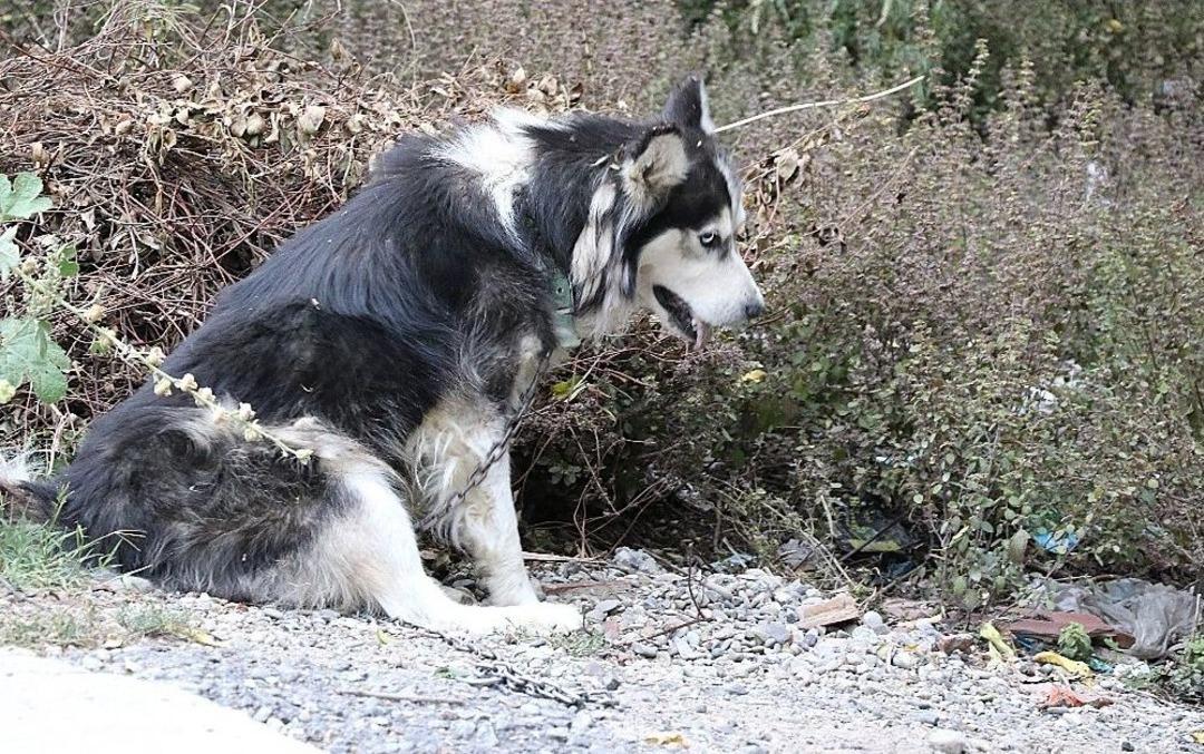 Evinin Karşısına Tuvaletini Yapan K&ouml;peği Ve Sahibini Vurdu