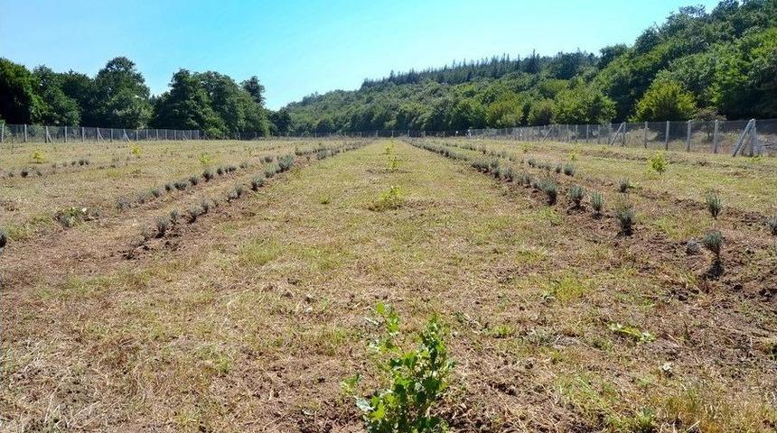 Tr&uuml;f Mantarı Ve Lavanta Fidelerine Bakım &Ccedil;alışmaları