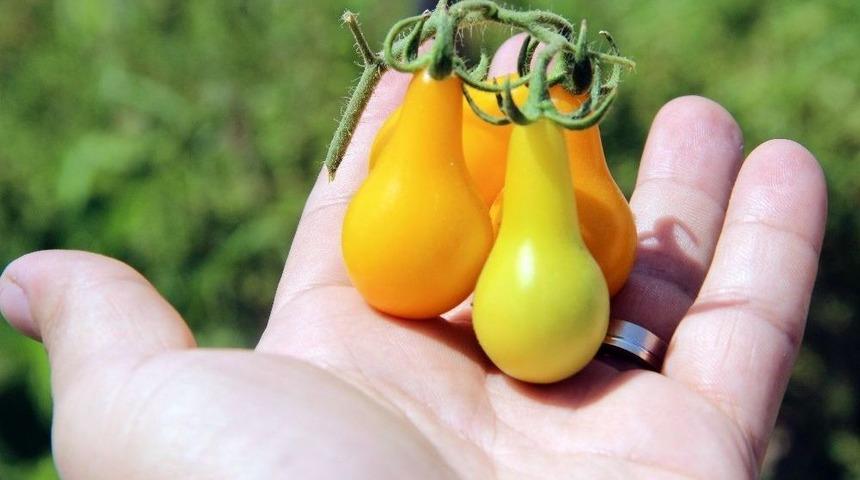 (&ouml;zel Haber) Ampul Bi&ccedil;imindeki Domates G&ouml;renleri Şaşırtıyor