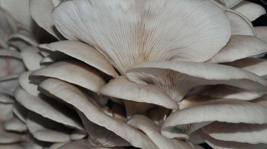 Demirk&ouml;y&rsquo;de İstiridye Mantarı &Uuml;retiminin Artırılması &Ccedil;alışmaları