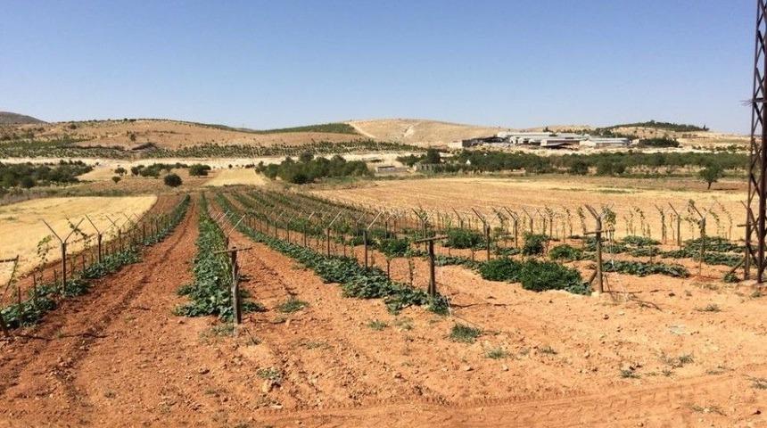 Telli Sistemle Daha Sağlıklı Ve Kaliteli &Uuml;z&uuml;m Yetişecek