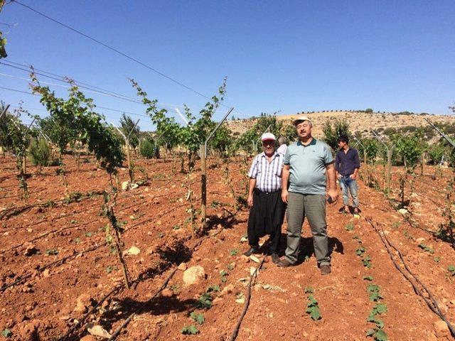 Telli Sistemle Daha Sağlıklı Ve Kaliteli Üzüm Yetişecek