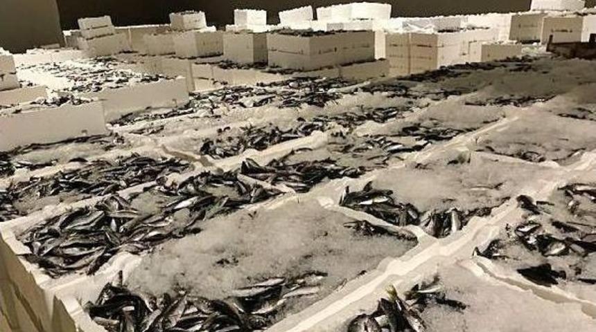 Yasal Boy Sınırı Altında Avlanan 90 Ton Istavrite El Konuldu