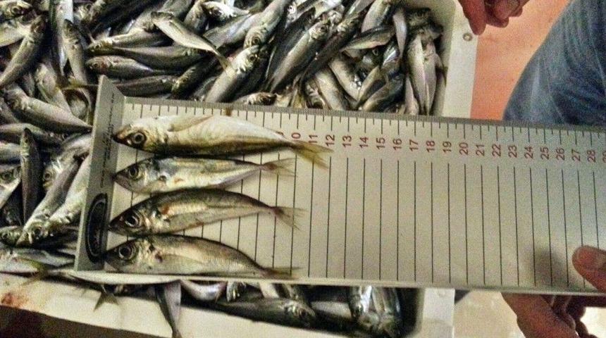 Yasal Boy Sınırı Altında Avlanan 90 Ton İstavrite El Konuldu