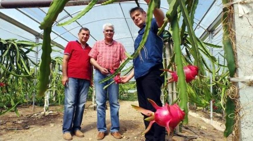 &Ccedil;ukurova'da Pitaya &Uuml;retimi Başladı