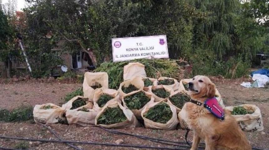 Konya'da 5 Bin K&ouml;k Kenevir Ve 225 Kilo Esrar Ele Ge&ccedil;irildi