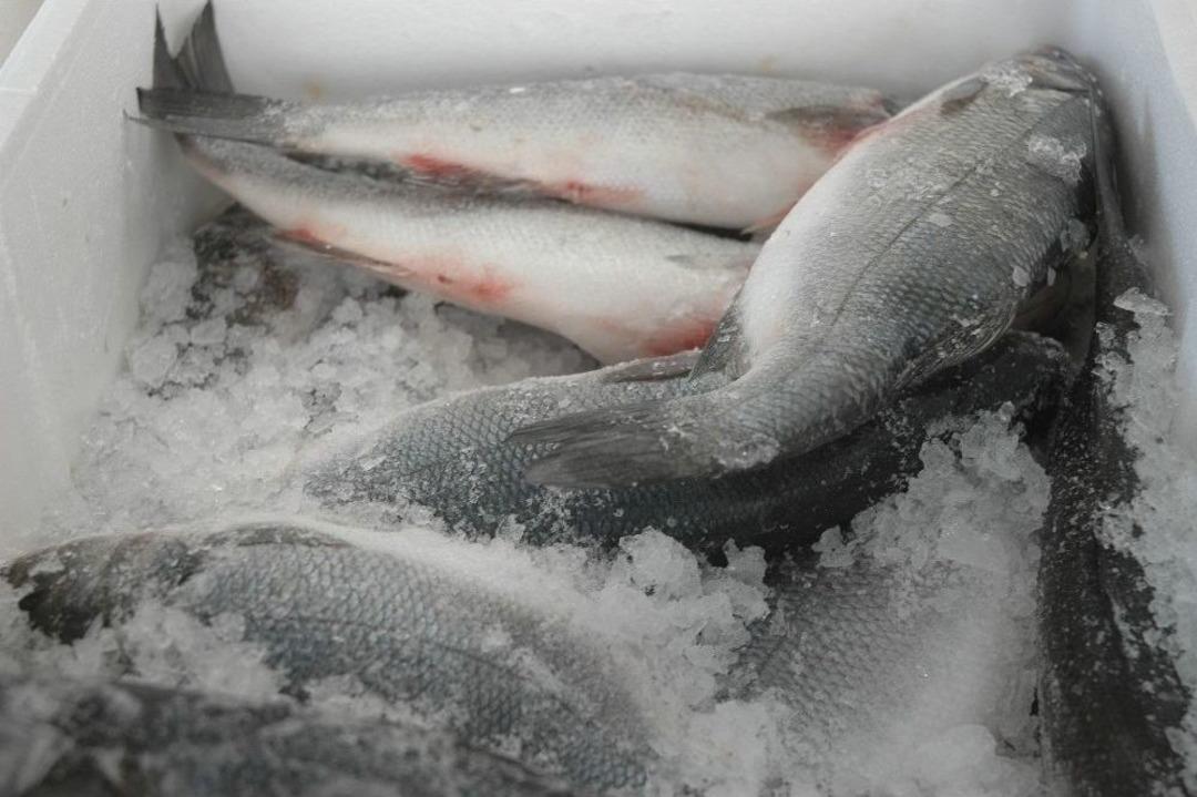 Deniz Balıkları Tezg&acirc;hlardaki Yerini Aldı