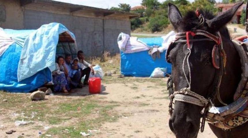 Romanlar Asıl Meslekleri Bitince Mevsimlik Tarım Iş&ccedil;i Oldu