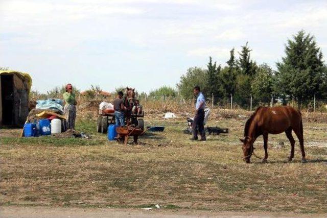 Romanlar Asıl Meslekleri Bitince Mevsimlik Tarım Işçi Oldu