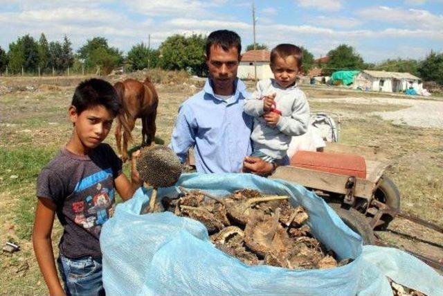 Romanlar Asıl Meslekleri Bitince Mevsimlik Tarım Işçi Oldu