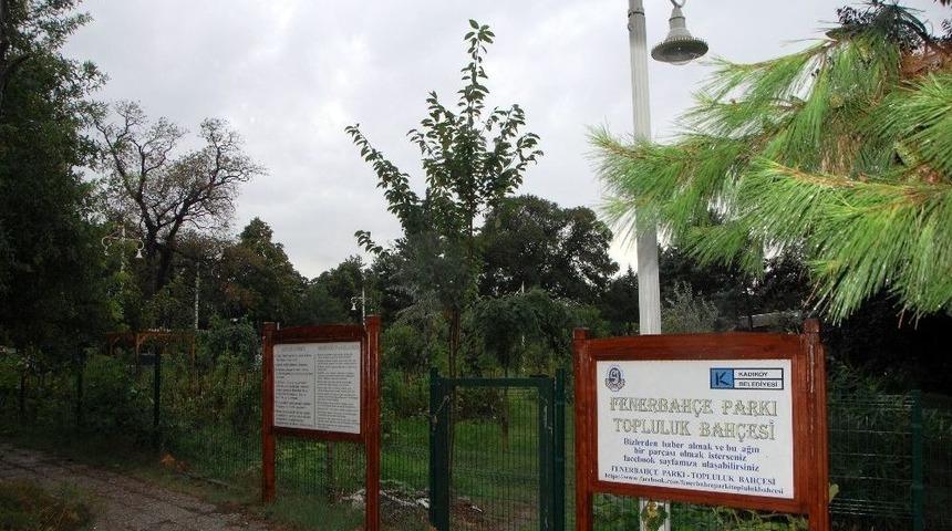 Kadık&ouml;y&rsquo;deki Okullarda Hasat Zamanı