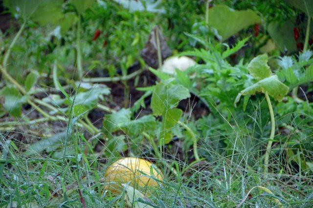 Kadık&ouml;y&rsquo;deki Okullarda Hasat Zamanı 1