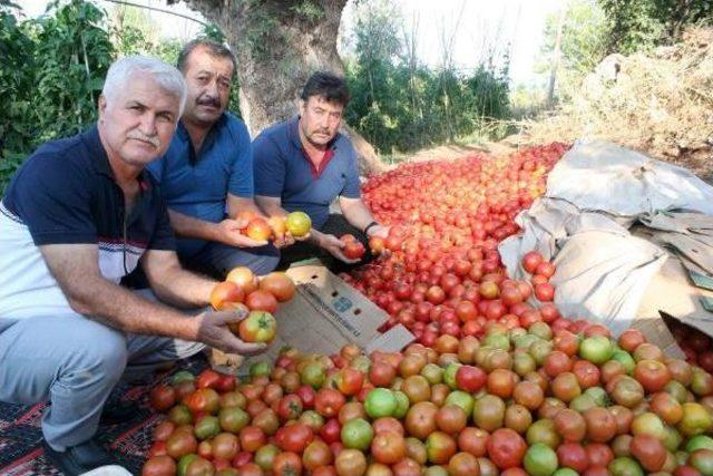 Erdemli'de Domates Dalında Kaldı