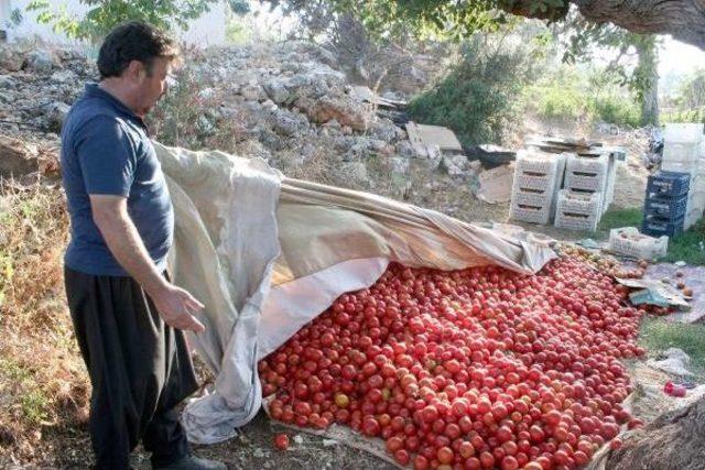 Erdemli'de Domates Dalında Kaldı