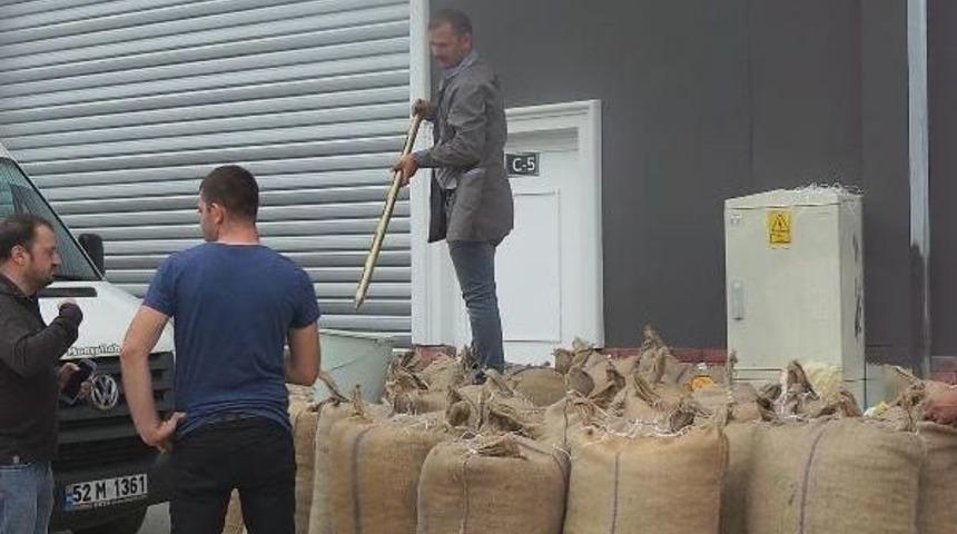 Tmo Fındık Alımına Başladı