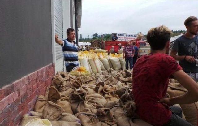 Tmo Fındık Alımına Başladı 1