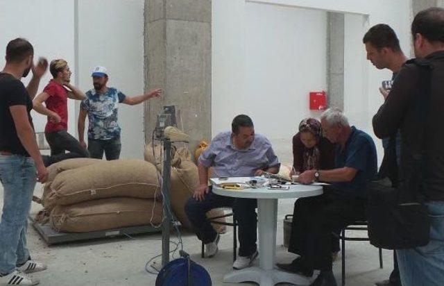 Tmo Fındık Alımına Başladı 3