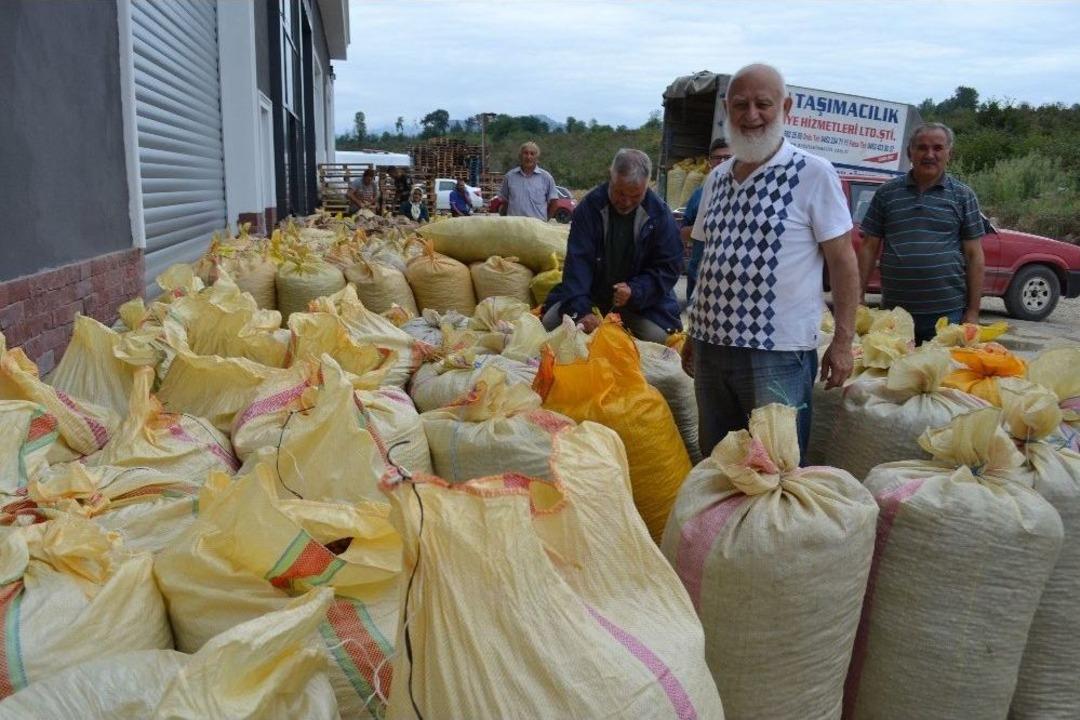 Tmo, Ordu&rsquo;da Fındık Alımlarına Başladı