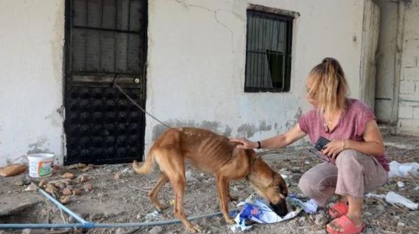 Mersin'de Zincirle Bağlanan K&ouml;peğin I&ccedil;ler Acısı Hali Tepki &Ccedil;ekti