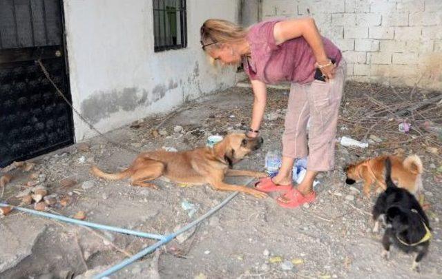 Mersin'de Zincirle Bağlanan Köpeğin Içler Acısı Hali Tepki Çekti