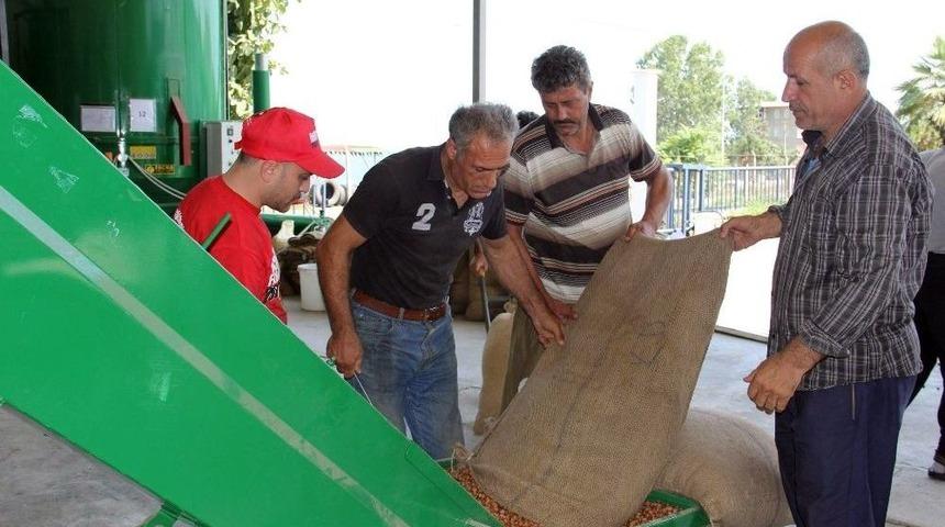 Fındık Yerden Toplanıyor, Makinede Kurutuluyor