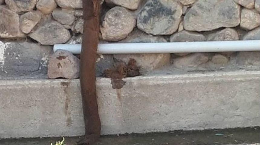 Ağaç Kökü, Köylüyü 15 Gün Susuz Bıraktı