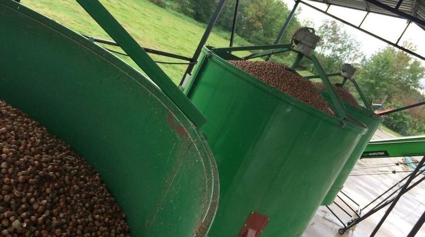 Fındık Yerden Toplanıyor, Makinede Kurutuluyor