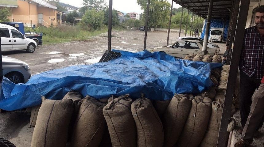 Alaplı&rsquo;da Tmo Fındık Alımına Başladı