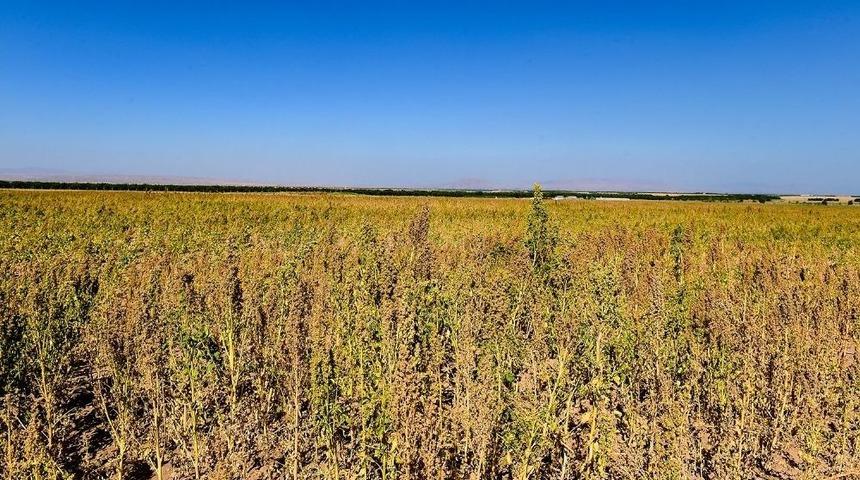 Kinoa’da Hasat Zamanı