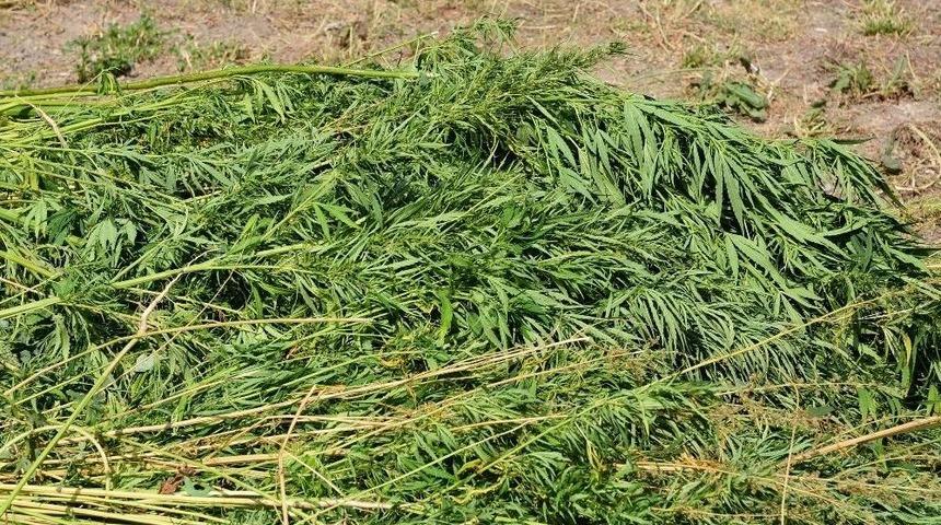 Mısırların Arasında K&ouml;k Kenevir Ele Ge&ccedil;irildi